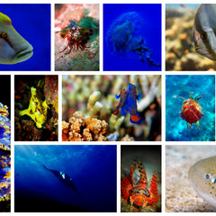 Collection image for: UNDERWATER
