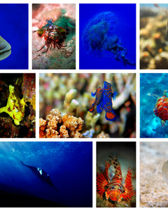 Collection image for: UNDERWATER