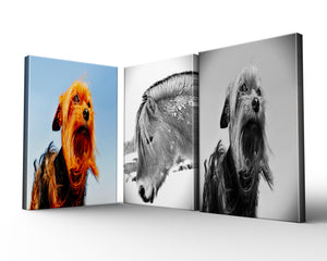 Collection image for: WIDELIFE AND ANIMALS