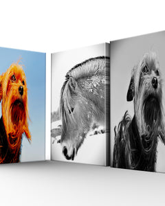 Collection image for: WIDELIFE AND ANIMALS