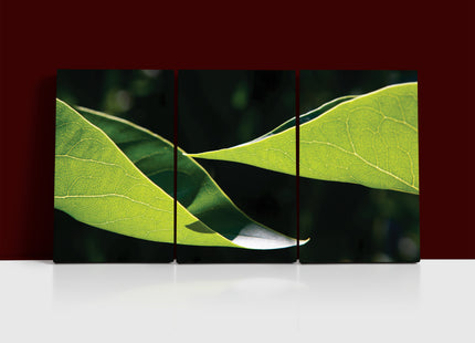 Two leaves uniform light yellow green color AOA13167 {3x}