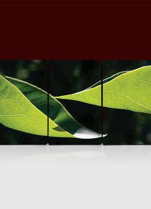 Two leaves uniform light yellow green color AOA13167 {3x}