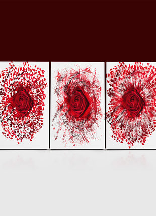 Close up of a red rose exploding AOA13139 {3x}