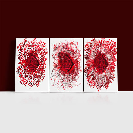 Close up of a red rose exploding AOA13139 {3x}