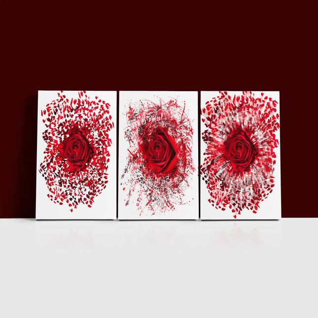 Close up of a red rose exploding AOA13139 {3x}