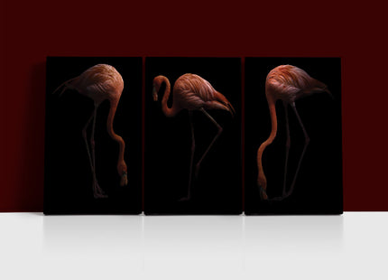 Nice American flamingo bird in the dark AOA13140 {3x}