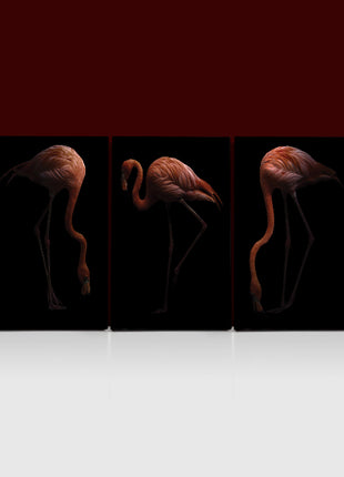 Nice American flamingo bird in the dark AOA13140 {3x}