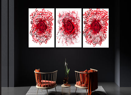 Close up of a red rose exploding AOA13139 {3x}