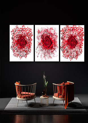 Close up of a red rose exploding AOA13139 {3x}