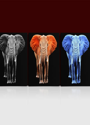 big elephant on black backdrop arted AOA14294{x3}
