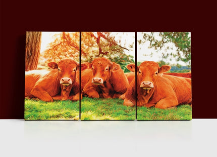 closeup of tree cows lying on the green grass Arted AOA13135 {x3}