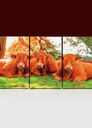 closeup of tree cows lying on the green grass Arted AOA13135 {x3}