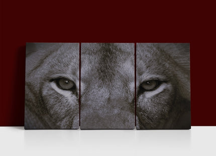 a perfect female lions close up eyes in black and white AOA14297 {x3}