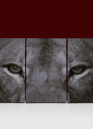 a perfect female lions close up eyes in black and white AOA14297 {x3}