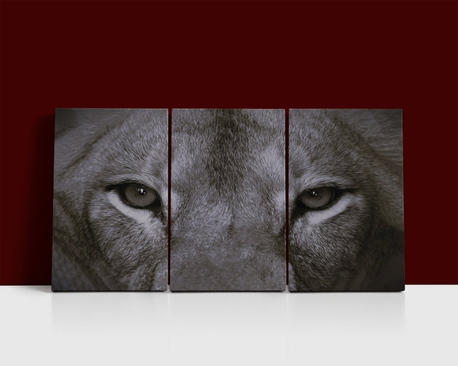 a perfect female lions close up eyes in black and white AOA14297 {x3}