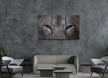 a perfect female lions close up eyes in black and white AOA14297 {x3}
