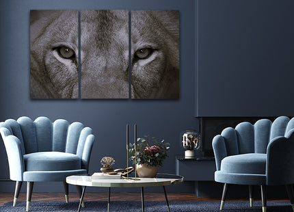 a perfect female lions close up eyes in black and white AOA14297 {x3}
